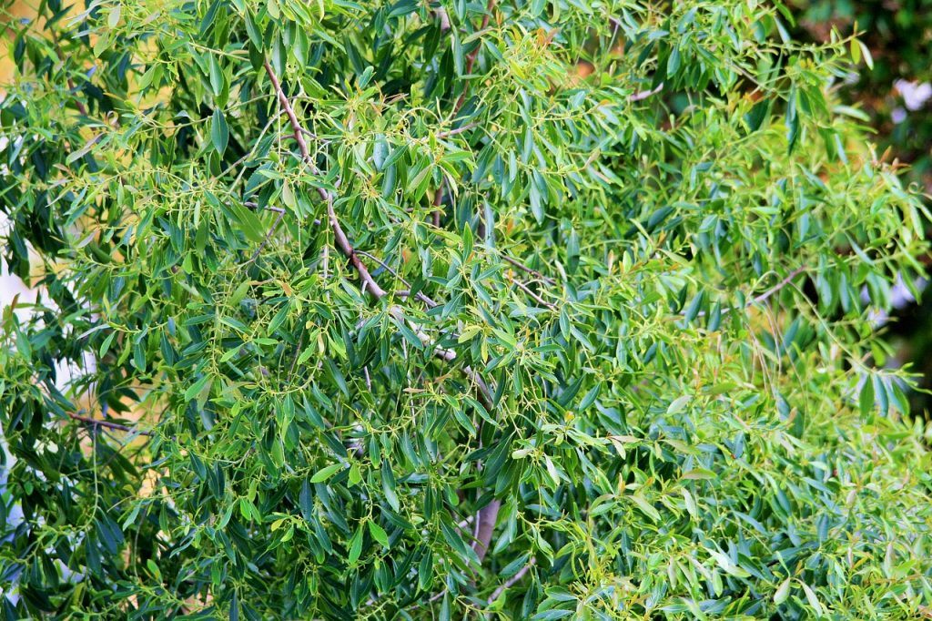 Árbol del té