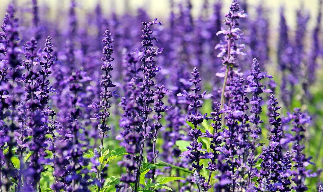 aceite esencial de lavanda: propiedades